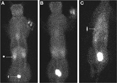 Case series: Pleural effusion caused by urinary ultrafiltrate in two cats without evidence of urinary obstruction, trauma, or simultaneous perinephric pseudocysts